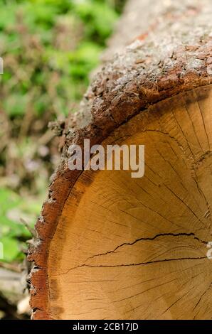 Nahaufnahme des Querschnitts eines Baumstamms im Wald, Holzstruktur und Muster des gefällten Baumes Stockfoto