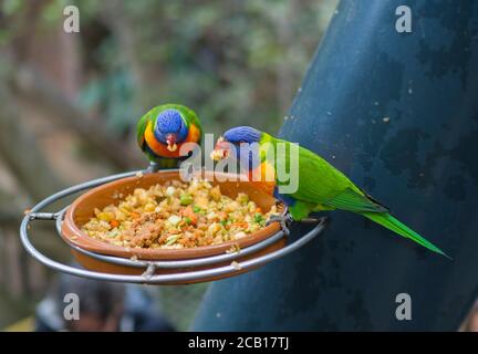 Zwei Nahaufnahme exotischen bunten rot blau grünen Papagei Agapornis Lorikeet Essen Fütterung aus Schüssel mit Getreide Stockfoto