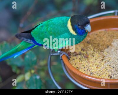 Nahaufnahme exotische bunte schwarz blau grün Papagei australischen Ringhals Lorikeet Essen Fütterung aus Schüssel mit Getreide Stockfoto