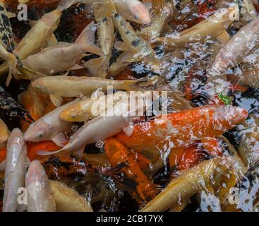 Gruppe von bunten Koi nishikigoi Amur Karpfen (Cyprinus rubrofuscus) Im Freien Koi Teiche Wassergarten Stockfoto