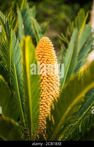 Blume der Sago Handfläche der gelben Farbe. Grüne Blätter. Stockfoto