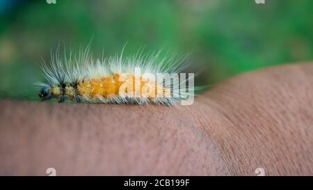 Parasitoid von Bangladeshi haarige Raupe, Spilosoma obliqua Walker parasitiert von Erwachsenen von Protapanteles Stockfoto