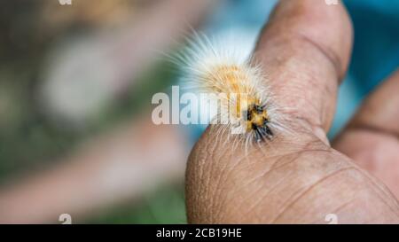 Parasitoid von Bangladeshi haarige Raupe, Spilosoma obliqua Walker parasitiert von Erwachsenen von Protapanteles Stockfoto