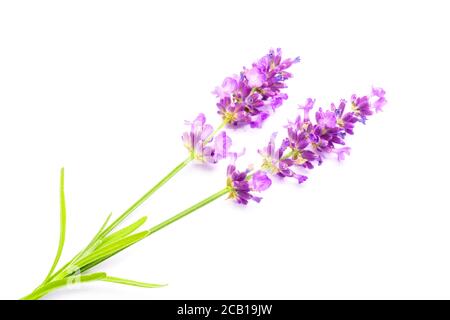 Lavendel (Lavandula Angustifolia) Stockfoto