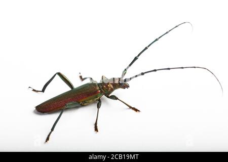 Moschuskäfer (Aromia moschata), Schleswig-Holstein, Deutschland Stockfoto