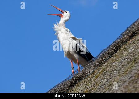 Beringter Weißstorch (Ciconia ciconia) Alter Vogel steht auf Strohdach und klappert seinen Schnabel, Schleswig-Holstein, Deutschland Stockfoto