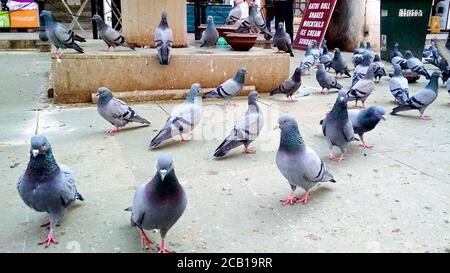 Eine Gruppe von Tauben, die auf der Straße in amritsar on Nahrung essen dezember 2020 Stockfoto