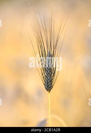 Schwarzweizenohr Emmer Weizen (Triticum dicoccum), auch , eine der ältesten Kulturweizenarten, Ähren im Weizenfeld, Baden-Württemberg Stockfoto