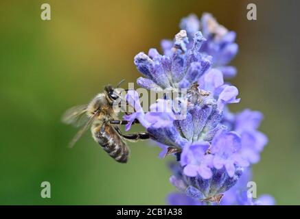 Honigbiene (APIs mellifera), sammelt Nektar auf echtem Lavendel (Lavandula angustifolia, Baden-Württemberg, Deutschland Stockfoto