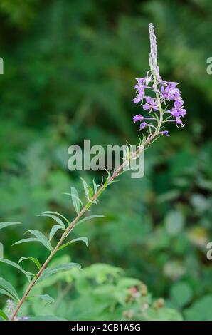 Chamaenerion angustifolium, bekannt als Feuerkraut, Weidenröschen oder Rosenkochweidenkraut in einem Wald in Deutschland, Westeuropa Stockfoto