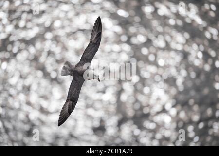 Fliegende Fulmaris glacialis, Westfjorde, Island Stockfoto