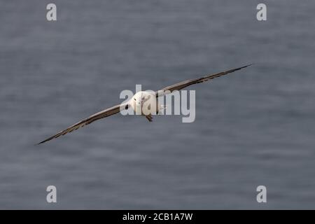 Fliegende Fulmaris glacialis, Westfjorde, Island Stockfoto