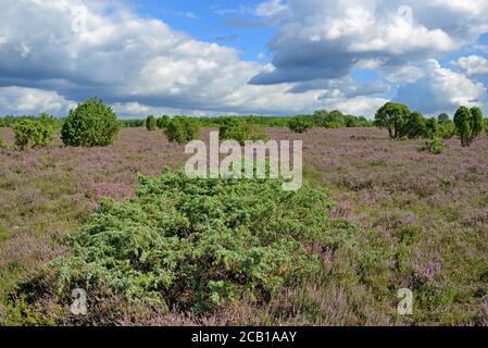 Heidelandschaft, Wacholderwald Schmarbeck, ausgedehntes Heidegebiet mit Wacholder (Juniperus communis) und Heidekraut (Calluna Vulgaris), Naturpark Stockfoto