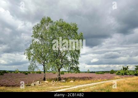 Heidelandschaft, Wacholderwald Schmarbeck, ausgedehntes Heidegebiet mit Birken (Betula), Wacholder (Juniperus communis) und Heidekraut (Calluna Stockfoto