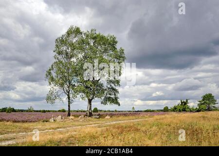 Heidelandschaft, Wacholderwald Schmarbeck, ausgedehntes Heidegebiet mit Birken (Betula), Wacholder (Juniperus communis) und Heidekraut (Calluna Stockfoto