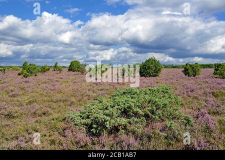 Heidelandschaft, Wacholderwald Schmarbeck, ausgedehntes Heidegebiet mit Wacholder (Juniperus communis) und Heidekraut (Calluna Vulgaris), Naturpark Stockfoto