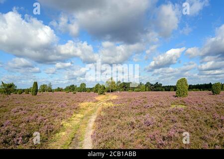 Heidelandschaft, Wacholderwald Schmarbeck, Wacholder (Juniperus communis) und Heidekraut (Calluna Vulgaris), Naturpark Südheide Stockfoto