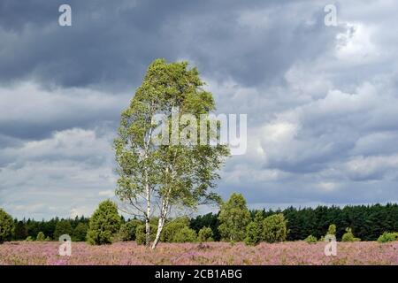 Heidelandschaft, Wacholderwald Schmarbeck, ausgedehntes Heidegebiet mit Birken (Betula), Wacholder (Juniperus communis) und Heidekraut (Calluna Stockfoto