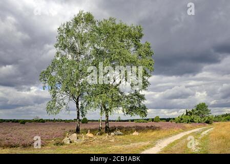 Heidelandschaft, Wacholderwald Schmarbeck, ausgedehntes Heidegebiet mit Birken (Betula), Wacholder (Juniperus communis) und Heidekraut (Calluna Stockfoto