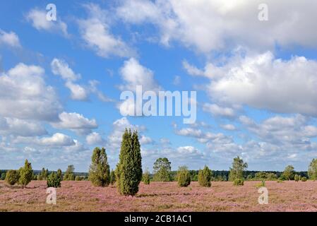 Heidelandschaft, Wacholderwald Schmarbeck, Wacholder (Juniperus communis) und Heidekraut (Calluna Vulgaris), Naturpark Südheide Stockfoto