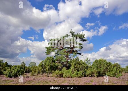 Heidelandschaft, Wacholderwald Schmarbeck, Wacholder (Juniperus communis), Pines (Pinus) und Gemeine Heide (Calluna Vulgaris), Naturpark Stockfoto