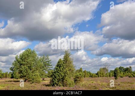 Heidelandschaft, Wacholderwald Schmarbeck, Wacholder (Juniperus communis) und Heidekraut (Calluna Vulgaris), Naturpark Südheide Stockfoto