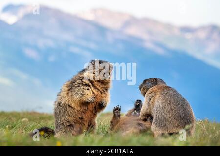 Drei Murmeltiere (Marmota marmota), Kämpfe, Nationalpark hohe Tauern, Kärnten, Österreich Stockfoto