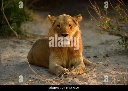 Löwe (Panthera leo) männlich, männlich, jung ruht im Schatten eines Busches, Chobe National Park, Chobe District, Botswana Stockfoto