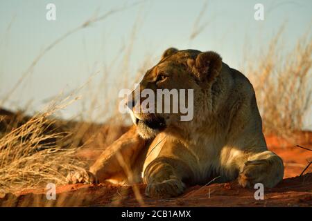 Löwin (Panthera leo), Weibchen, die im Abendlicht auf einer grasbewachsenen Kalahari-Düne ruht, Kalahari, Namibia Stockfoto