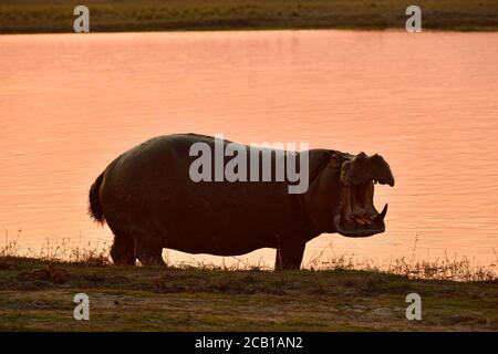 Hippopotamus, Hippopotamus (Hippopotamus amphibius) am Ufer des Chobe River stehend und mit weit geöffneter Mündung bedrohlich, Chobe National Stockfoto