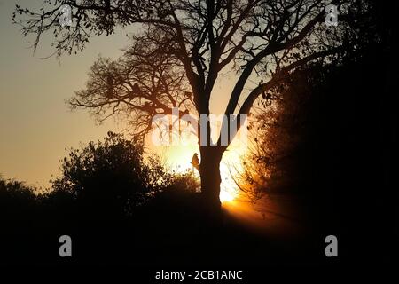 Chacma Paviane (Papio ursinus), sitzen in einem Baum bei Sonnenaufgang, Chobe National Park, Botswana Stockfoto