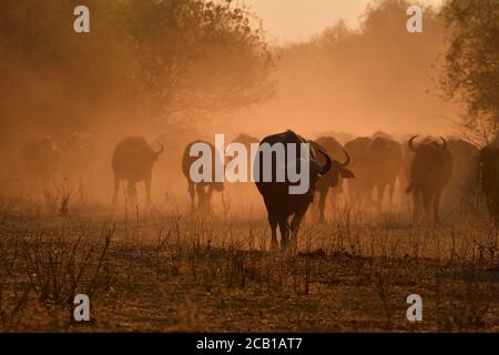 Cape Buffalo (Syncerus Caffer), Backlit Öfen, Sonnenaufgang, Chobe River Front, Chobe Chobe National Park, Botswana Stockfoto