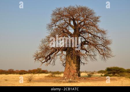 Alter afrikanischer Baobab Baum (Adansonia digitata), Botswana Stockfoto