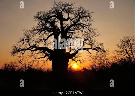 Alter afrikanischer Baobab Baum (Adansonia digitata) bei Sonnenuntergang, Botswana Stockfoto