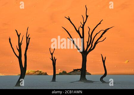 Tote Kameldornbäume (Acacia erioloba) in Deadvlei, Sossusvlei, Namib Desert, Namib-Naukluft National Park, Namibia Stockfoto