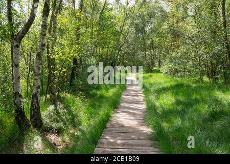 Spaziergang durch den Birkenwald, Naturschutzgebiet Venner Moor, Senden, Münsterland, Nordrhein-Westfalen, Deutschland Stockfoto