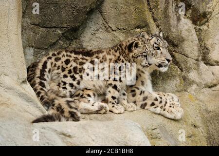 Schneeleoparden (Panthera uncia), Mutter und junge J, gefangen, sitzen auf felsigen Ausbissen, Vorkommen Himalaya, Pamir, Hindukusch, Altaj, Nepal, Indien Stockfoto