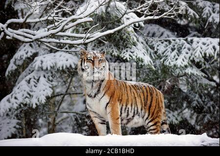 Sibirischer Tiger (Panthera tigris altaica), erwachsen, steht bei Schneefall auf schneebedecktem Felsen, gefangen Stockfoto