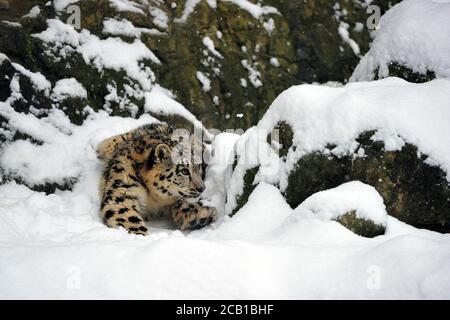 Junger Schneeleopard (Panthera uncia), gefangen, kriechend durch den Schnee, Vorkommen Himalaya, Pamir, Hindukusch, Altaj, Nepal, Indien, Tibet, Russland Stockfoto