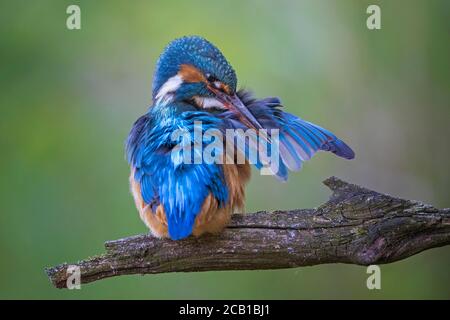 Eisvogel (Alcedo atthis) Weibchen in Gefiederpflege, Biosphärenreservat Mittelelbe, Sachsen-Anhalt, Deutschland Stockfoto