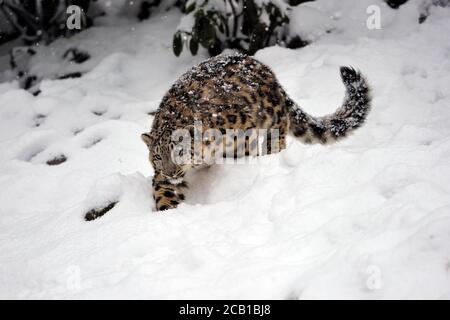 Schneeleopard (Panthera uncia), gefangen, auf dem Stiel im Schnee, Vorkommen Himalaya, Pamir, Hindukusch, Altaj, Nepal, Indien, Tibet, Russland Stockfoto