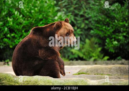 Braunbär (Ursus arctos) sitzt auf Felsen, gefangen Stockfoto