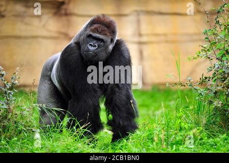 Westlicher Tieflandgorilla (Gorilla Gorilla Gorilla), erwachsenes Männchen im Gras stehend, gefangen Stockfoto