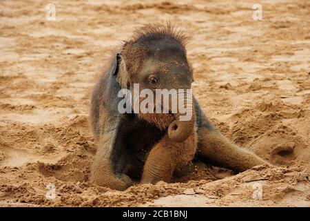 Asiatischer Elefant (Elephas maximus indicus) , Junge Tiere Rollen im Sand, gefangen Stockfoto