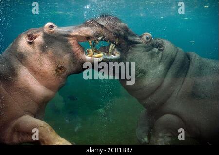 Zwei Flusspferde (Hippopotamus amphibius) unter Wasser, verspielter Kampf, gefangen Stockfoto