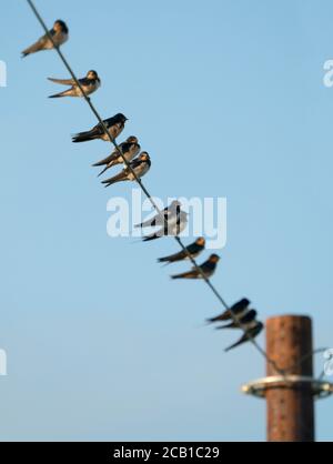 Eine Gruppe von Schwalben (Hirundo rustica) auf einem Telefonkabel in der frühen Morgensonne, Norfolk Stockfoto