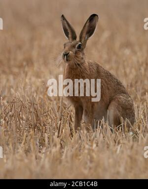 Ein brauner Hase (Lepus europaeus), der aufrecht und wachsam in einem Stoppelfeld sitzt, Norfolk Stockfoto