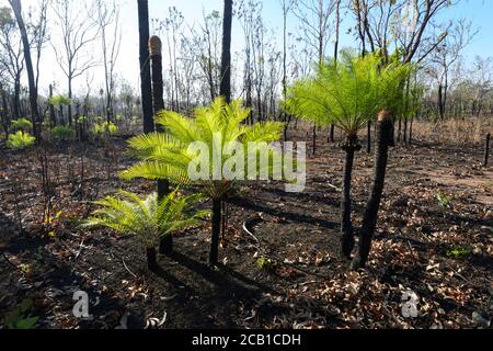 Baumfarne wachsen nach einem Buschfeuer, das die Resilienz der Vegetation zeigt, Batchelor, Northern Territory, NT, Australien Stockfoto