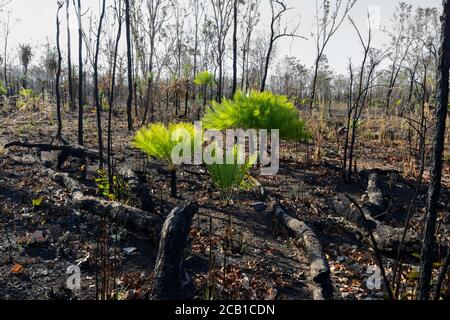 Baumfarne wachsen nach einem Buschfeuer, das die Resilienz der Vegetation zeigt, Batchelor, Northern Territory, NT, Australien Stockfoto