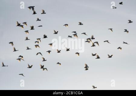 Ein Schwarm kleiner Corellas (Cacatua pastatinator) im Flug, Marrakesch, Northern Territory, NT, Australien Stockfoto